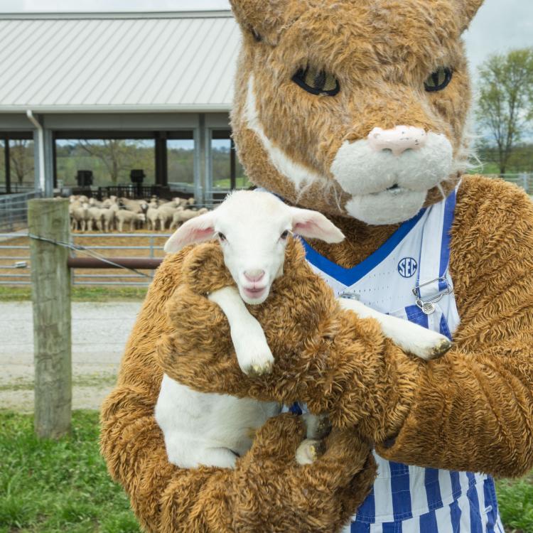  Wildcat mascot with farm with lamb.